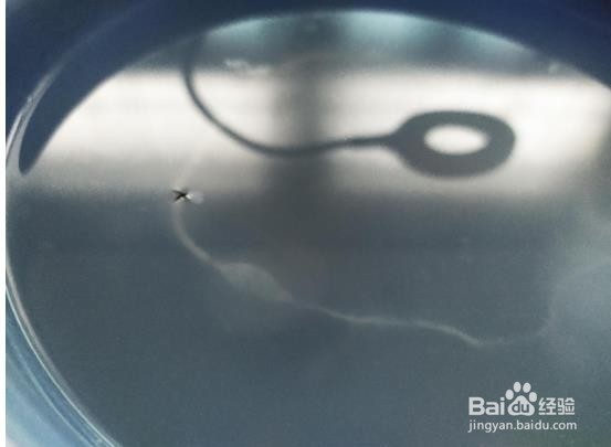 如何有效灭蚊子