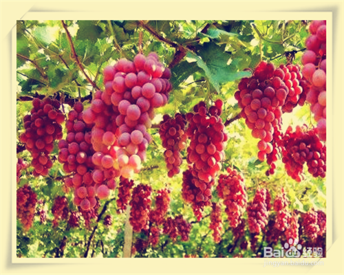 #清热解暑#夏天常吃的瓜果类