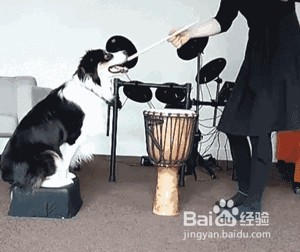 狗狗不但文武双全,还琴棋书画,简直是宠物界的