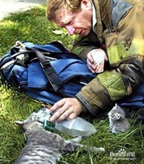 当你们看完这些故事后,请善待你身边每一个动物