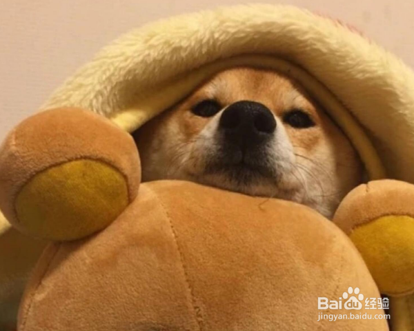 如何在家给幼犬做美容