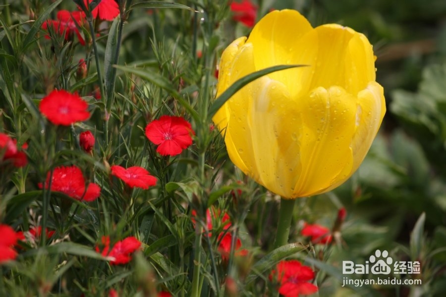 如何合理安排高考前饮食