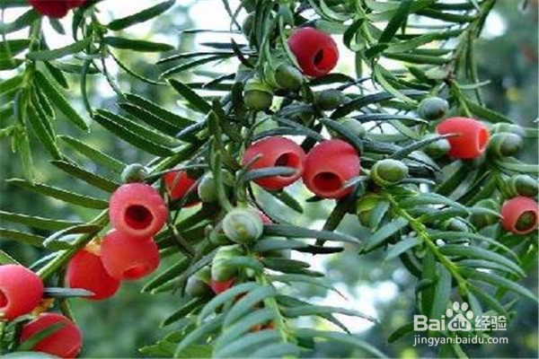 红豆杉的养殖方法和注意事项有哪些？