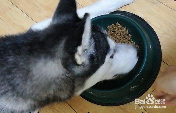 哈士奇护食怎么办