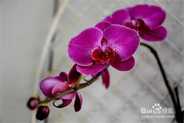 蝴蝶兰的养殖方法与注意事项。