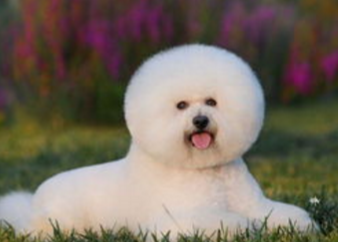 处理比熊犬泪痕的七大方法