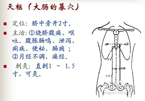 中医经络知识之足阳明胃经图解