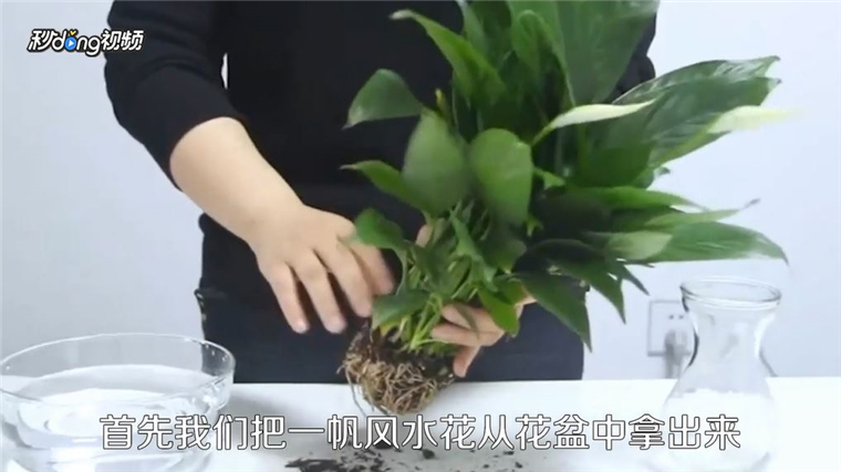 一帆风顺花怎么养