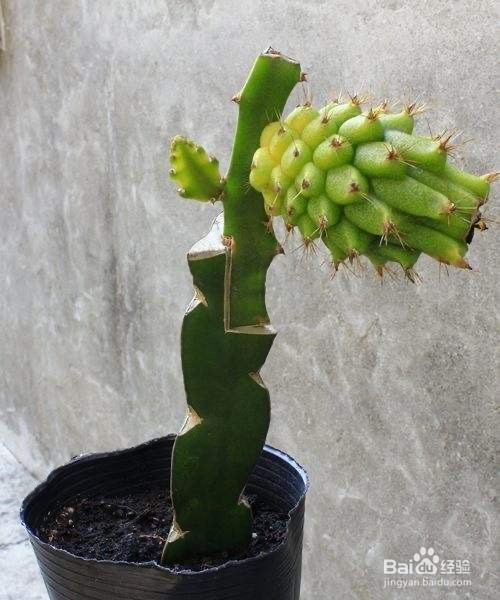 火龙果怎么自己种植