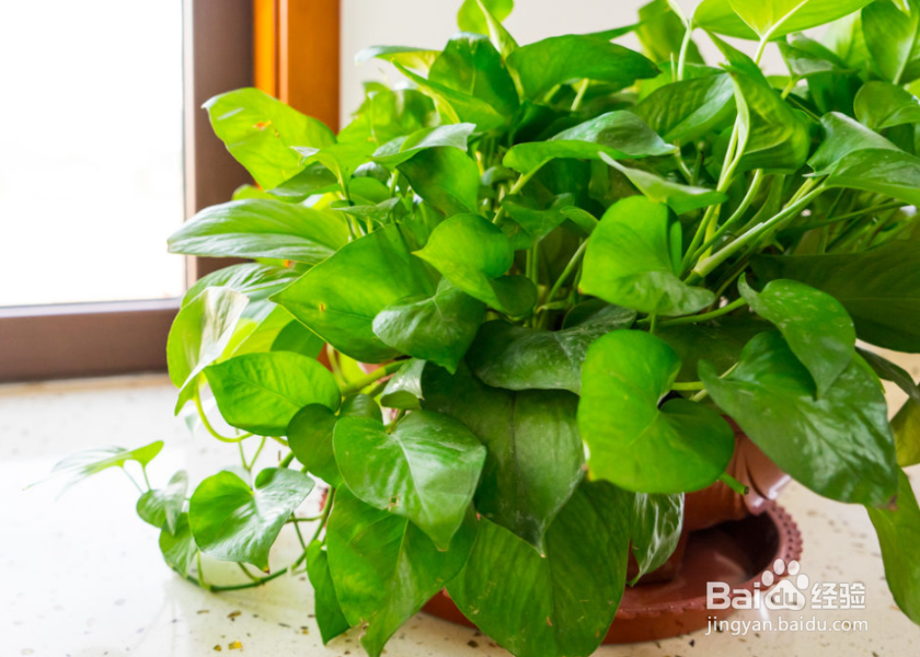 冬天绿萝叶子为何会发黄