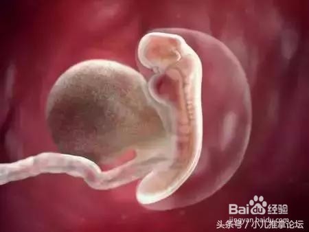 宝宝在肚子里是怎么长大的？