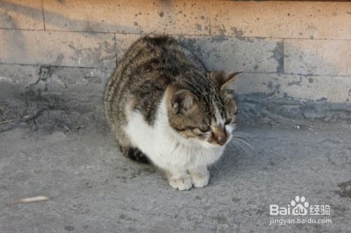 怎样逮到野猫