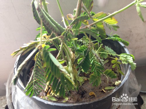 含羞草叶子发黄怎么办