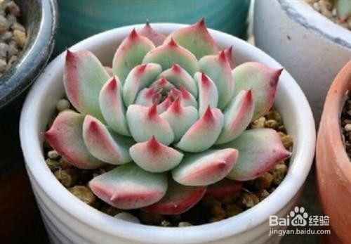 夏季养多肉植物的注意事项有哪些