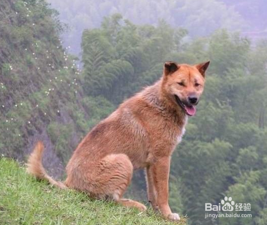 怎么养中华田园犬