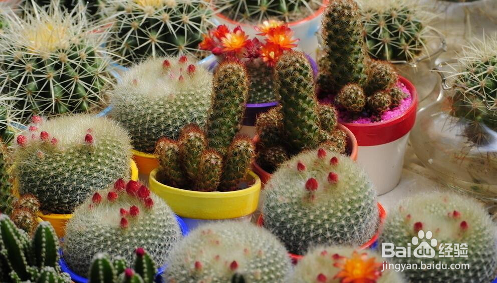 适合养在办公室的植物