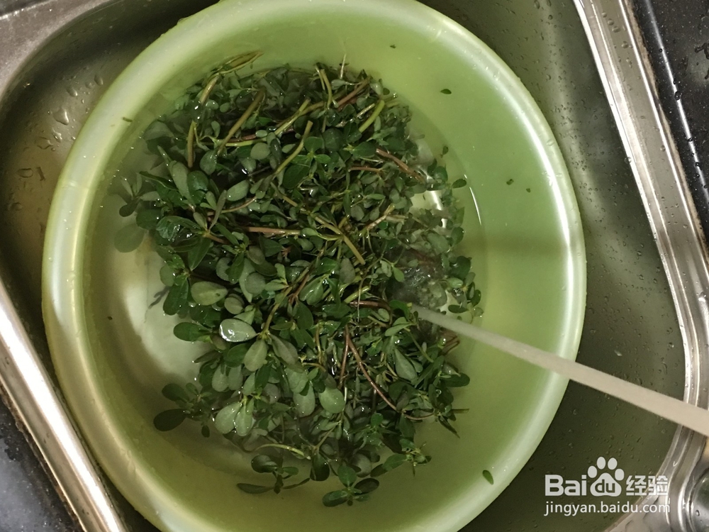 马苋菜怎样煮才好吃?