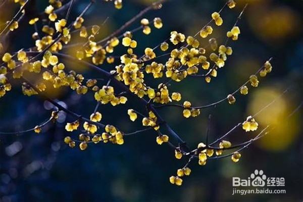 腊梅盆栽怎么养殖？