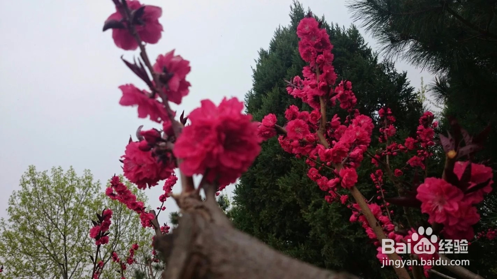 北京玉渊潭樱花