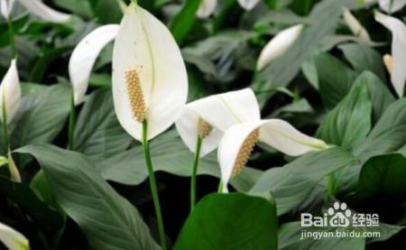 夏天来了,君子兰文竹富贵竹等10种花卉暴晒必死!