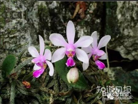 100种兰花品种图鉴，花开瞬间，艳冠群芳！