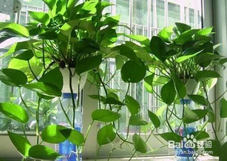 淘米水浇花前加点料，绿萝吊兰猛蹿疯长，再也不黄叶！