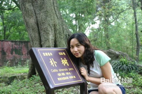 鸭血粉丝汤及明孝陵偶遇“朴树”