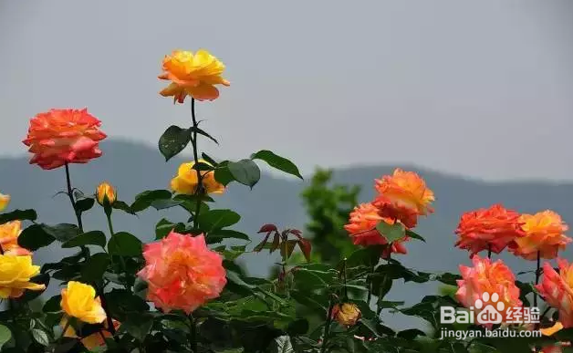 想让你的月季花开不断