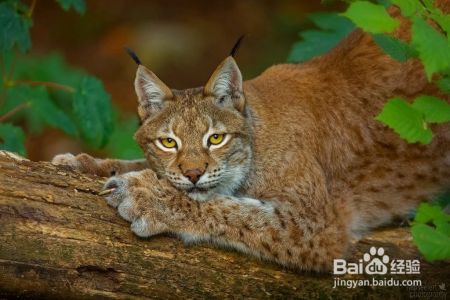 猎豹和欧亚猞猁谁厉害?为什么?