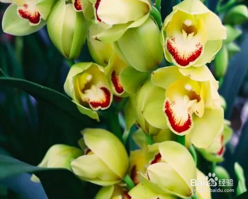 十几年养大花蕙兰经验分享