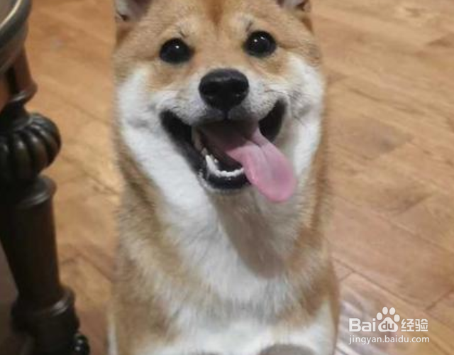 狗尿味一天会消散吗？