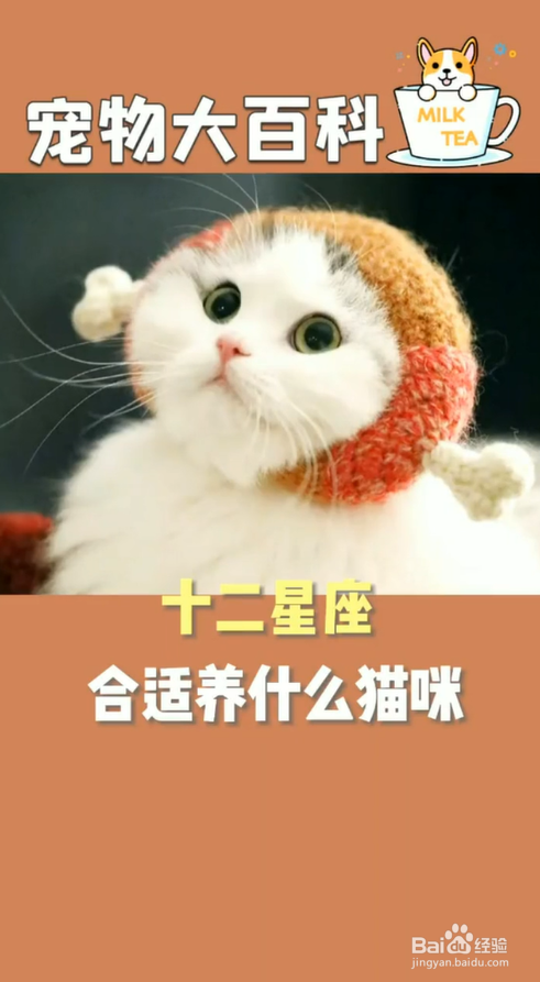不同的星座都适合养什么猫咪呢?