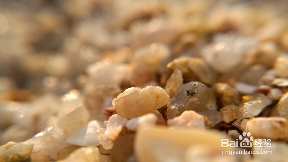 微距镜头下的照片是什么样的