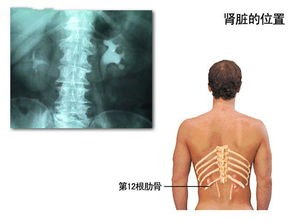 如何判断自己的肾好不好