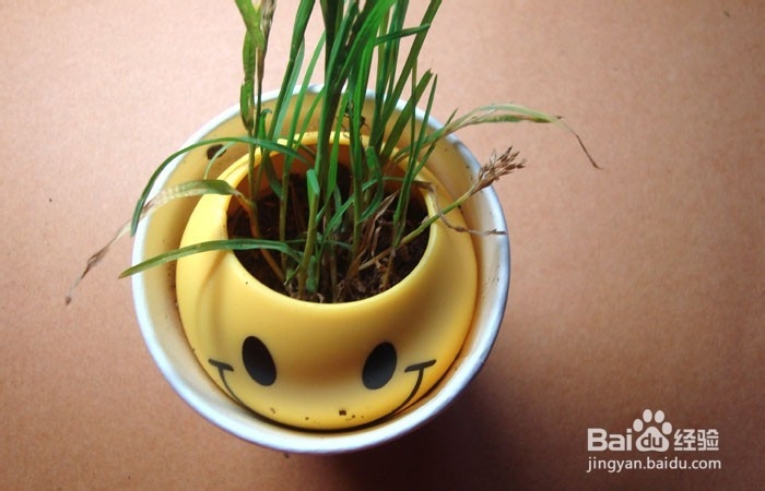 如何教孩子学会种小草