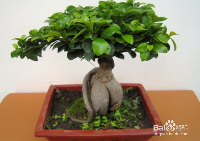 榕树冬天怎么养