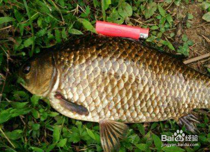 中秋怎么钓大鲫鱼？