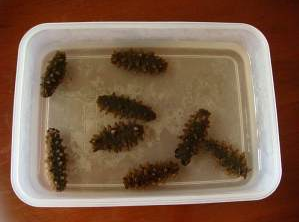 海参没发起来怎么补救