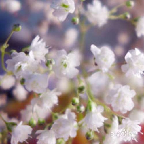 丝石竹的培育方法和注意事项