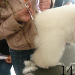 怎样给贵宾犬美容