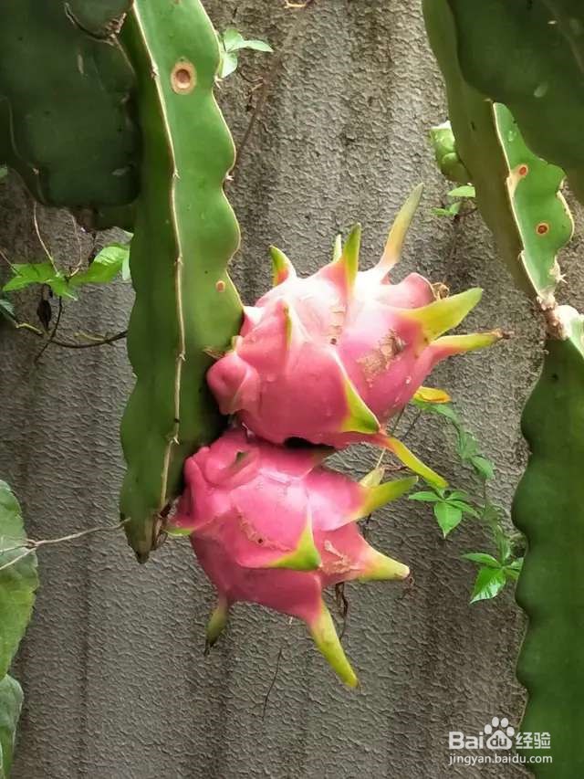 火龙果挖一勺籽，撒土里，长出毛绒绒小森林