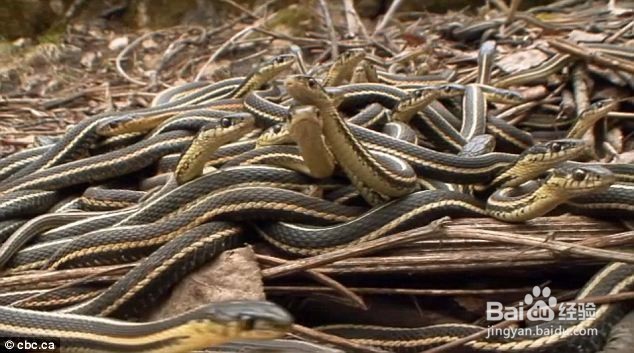 蛇冬天怎么休眠