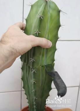仙人掌嫁接方法