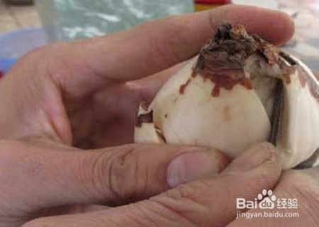 水仙球怎么切