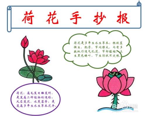 荷花手抄报简笔画