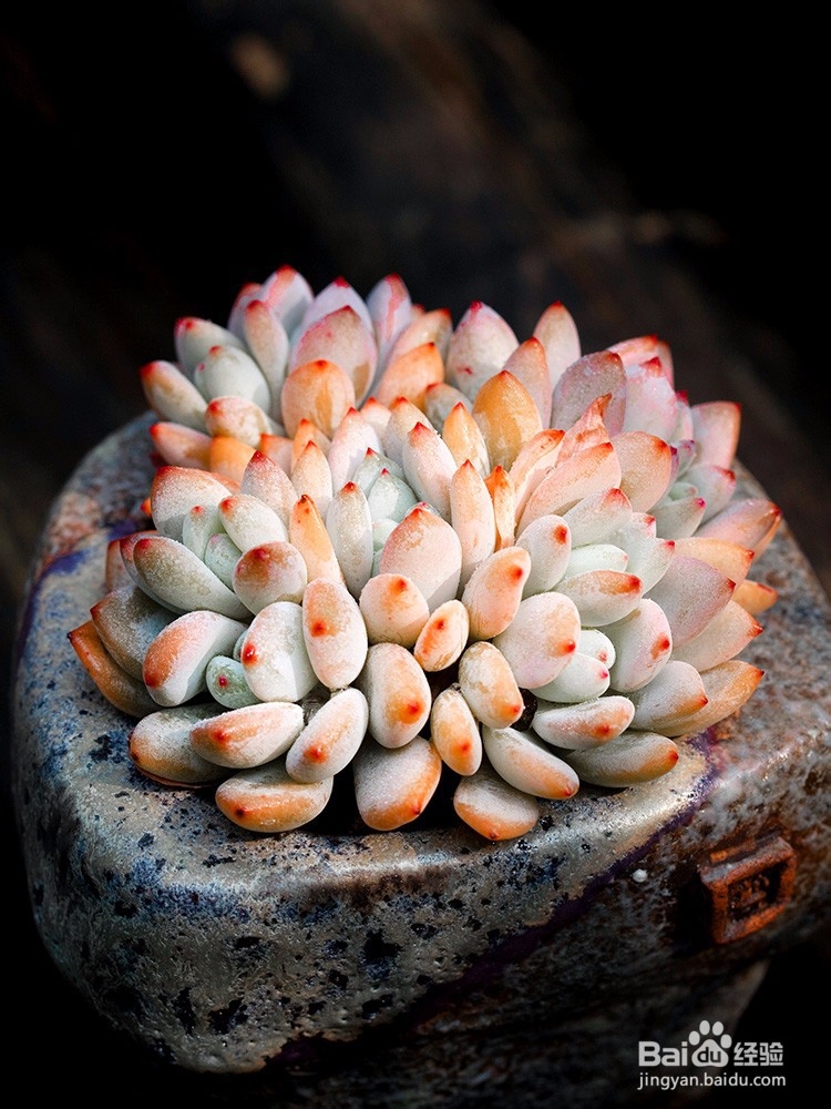 多肉植物冻伤该如何处理,多肉过冬注意事项