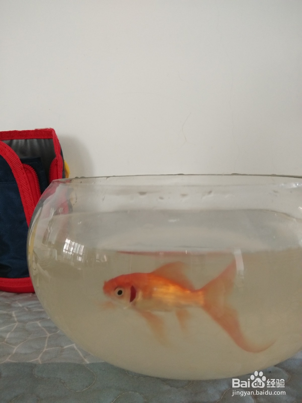 怎么换水让家里小型鱼缸里的金鱼活的时间更长