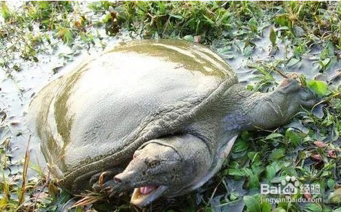 甲鱼冬天怎么养才不会死