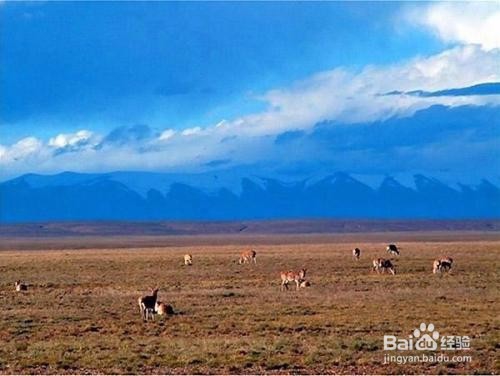 可可西里三江源旅游攻略