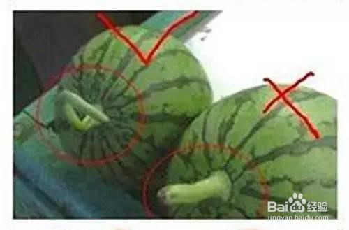 怎样才能挑选到一个好吃的西瓜